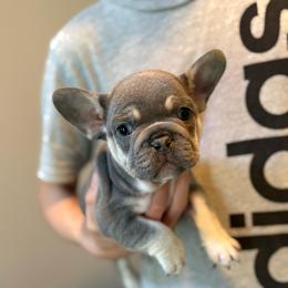 Lilac Tri Boy - Tricolors male French Bulldog puppy in Grafton, Ohio from K&J Frenchies
