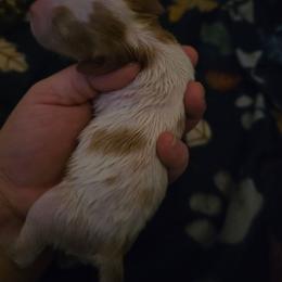 Girl 3 - Red and white female Basset Hound puppy in Princeton, Minnesota from Blissful Basset Hounds