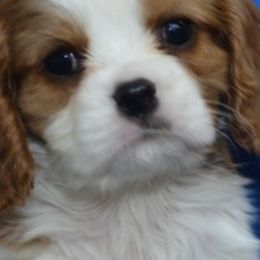 Cavalier King Charles Spaniels from Sandy Smith's Cavalier King Charles Spaniels