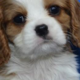Cavalier King Charles Spaniels from Sandy Smith's Cavalier King Charles Spaniels