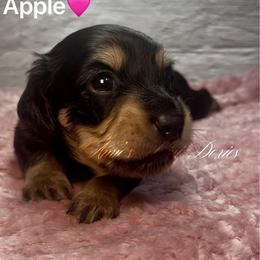 Apple - Black and cream female Dachshund puppy in Jena, Louisiana from Amy’s Mini Doxies