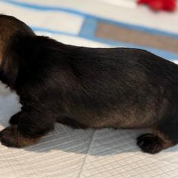 No collar boy - Wild boar male Dachshund puppy in Kingsbury, Texas from Sudox Dachshunds
