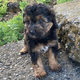 Takis - female Australian Mountain Doodle puppy in Port Orchard, Washington from Yukon Harbor Doodles
