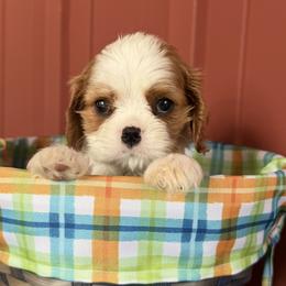 Girl 1 - female Cavalier King Charles Spaniel puppy in Almont, Michigan from Mtn to Sea