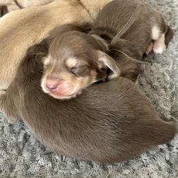 Boy 1 - Blizzard is a chocolate and cream - Chocolate and cream male Dachshund puppy in Hutto, Texas from R.G. Dachshunds