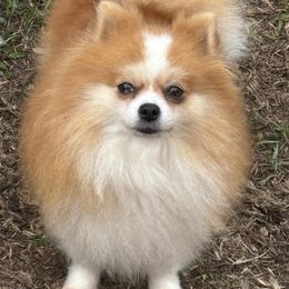 Stella - Pomeranian