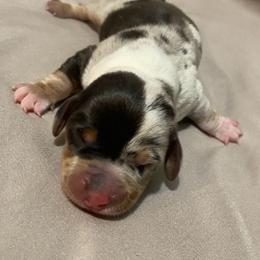 Boy 1 - Dapple male Dachshund puppy in Bakersfield, California from KC Doxies