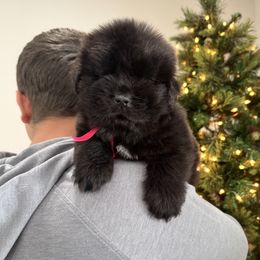 Pink - Black female Newfoundland puppy in Nevis, Minnesota from Faithful Acres Newfs