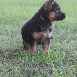 German Shepherd Puppies from Valiant Shepherds