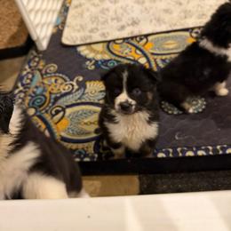 Tootsie - Black tri-color female Australian Shepherd puppy in Denton, North Carolina from Double R Farm Aussies