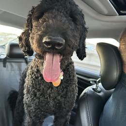 Bernedoodle and Poodle All Grown Up from Sweet Tea Kennels