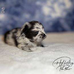 Boy 2 - Blue merle male Pomeranian puppy in Fort Jones, California from High Rocking Pom Poms