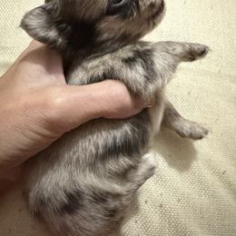 Merle Female charting 3.5 - Merle female Chihuahua puppy in Williamsburg, Virginia from PAWSitive Cheeky Chihuahuas