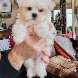 Maltese puppies from Donna's Maltese