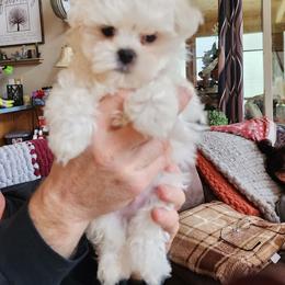 Maltese puppies from Donna's Maltese