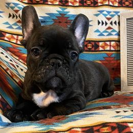French Bulldogs from Erica's Furbaby French Bullies