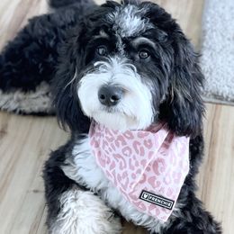 Bernedoodles from Idahome Doodle