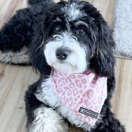Bernedoodles from Idahome Doodle