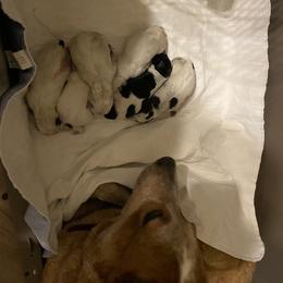 Australian Cattle Dog and Miniature Australian Shepherd Puppies from Dutton's Show Me Farms