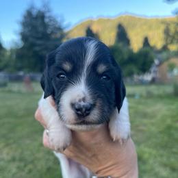 Colby Jack - Piebald male Dachshund puppy in Rogue River, Oregon from Bear Feet Dachshunds