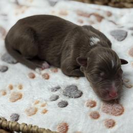 Boy 6 - Red tri-color male Australian Shepherd puppy in Volant, Pennsylvania from Addie's Aussies