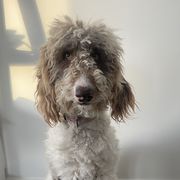 Rosie - Assorted Doodle Crosses