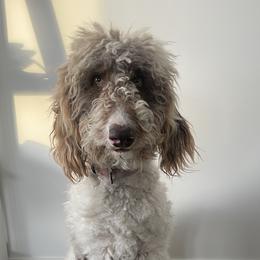 Rosie - Assorted Doodle Crosses