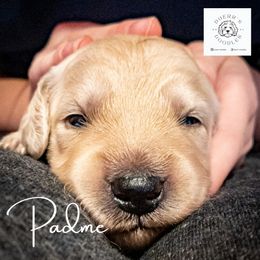 Goldendoodle and Golden Retriever Puppies from Duerr's Doodles & Retrievers