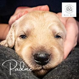 Goldendoodle and Golden Retriever Puppies from Duerr's Doodles & Retrievers