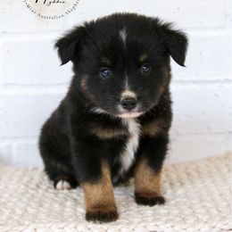 Mercury - Black tri male Toy Australian Shepherd puppy in Charlestown, Indiana from Hydden Aussies