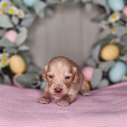 Boy 3 - Piebald male Dachshund puppy in Rancho Cucamonga, California from Pretty Little Dachshunds