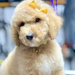 Miss Yellow Collar-Sushi - Apricot female Poodle puppy in Screven, Georgia from Dreamland Standard Poodles