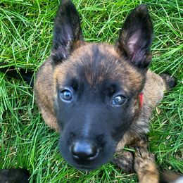 Kat Legge - Red - Gold brindle female Dutch Shepherd puppy in Carmel, Indiana from Legacy Dutch Shepherds