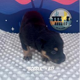 Bobber - Black tri-color female Australian Shepherd puppy in Tucson, Arizona from TTTNT Aussies