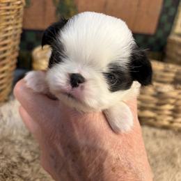 Girl 1 - Black and white female Japanese Chin puppy in Sandstone, Minnesota from Peaceful Garden Cavaliers