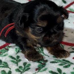 Brûlée - Black and tan female Shih Tzu puppy in Sacramento, California from NANA’S  QUALITY SHIH TZU'S