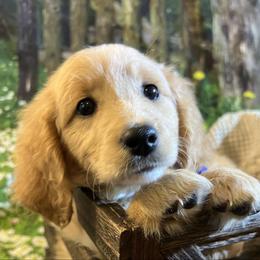 Navy Blue - Cream male Goldendoodle puppy in The Woodlands, Texas from Gracie's Goldendoodles and Bernedoodles