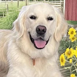 Bamboo - Golden Retriever