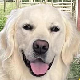 Bamboo - Golden Retriever
