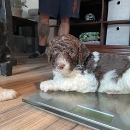 Labradoodle Puppies from CC Labradoodles