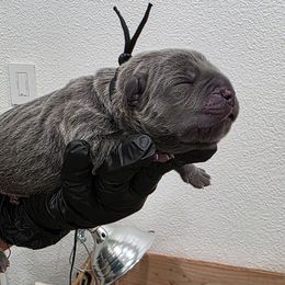 Black Collar - Comet - Gray male Cane Corso puppy in Lake Elsinore, California from CRUCIAL CANE CORSOS