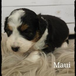 Maui - Black tri-color male Aussiedoodle puppy in Farley, Iowa from Iowa's Doodle Co.