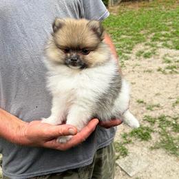 Mezi - Tri-colored female Pomeranian puppy in Glen St Mary, Florida from Majestic poms