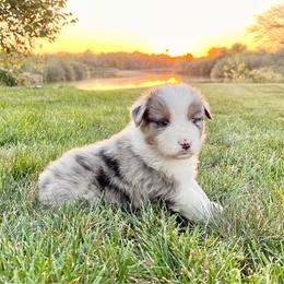 Buck - Blue merle male Australian Shepherd puppy in Loda, Illinois from Pilcher Farms