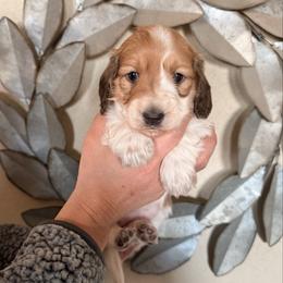 Bliss - Piebald female Dachshund puppy in Ramona, Oklahoma from Schmitt Dachshunds