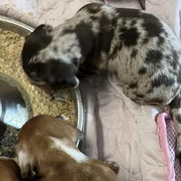 Dachshund Puppies from Witchy Woman’s Wiener’s