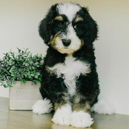Boy 3 - Tri-color male Bernedoodle puppy in Spanish Fork, Utah from K Brand Doodles