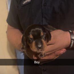 Boy 1 - Black and tan male Dachshund puppy in Belton, South Carolina from Wideners Dachshunds