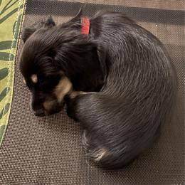 Roxy - Black and cream female Dachshund puppy in Bradenton, Florida from Leah’s Suncoast Doxies