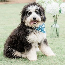 Bernadette - Bernedoodle